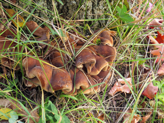 Ischnoderma resinosum