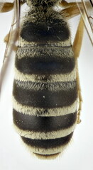 Halictus scabiosae