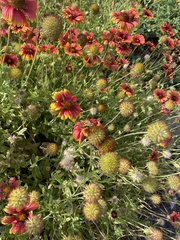 Gaillardia pulchella