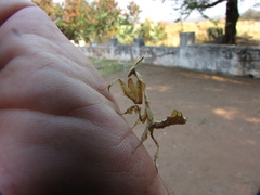 Phyllocrania paradoxa