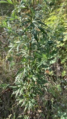 Artemisia vulgaris