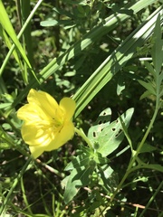 Oenothera laciniata