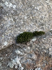 Ulota crispa