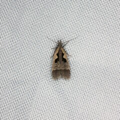 Dichomeris bilobella