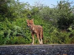 Canis aureus indicus