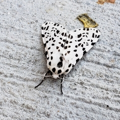 Hypercompe permaculata