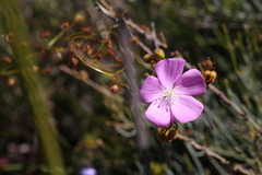 Drosera drummondii