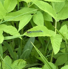 Erythromma najas