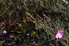 Drosera drummondii