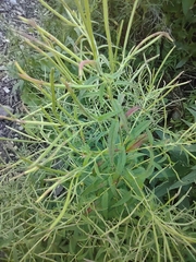 Epilobium coloratum