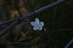 Drosera macrantha