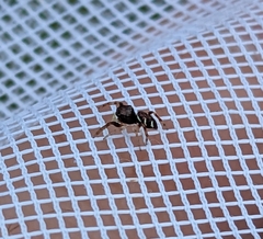 Zygoballus rufipes