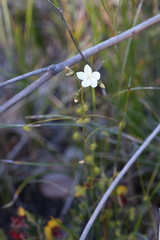Drosera macrantha