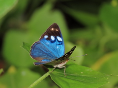 Dynamine colombiana