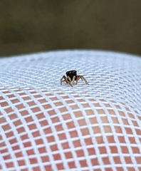 Zygoballus rufipes