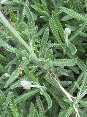 Allograpta obliqua