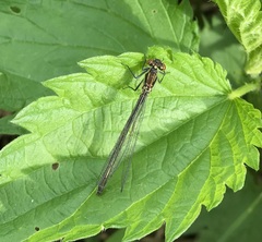 Erythromma najas
