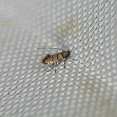 Chrysaster ostensackenella