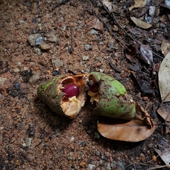 Willughbeia coriacea