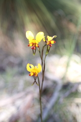 Diuris corymbosa