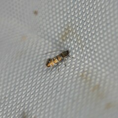 Chrysaster ostensackenella