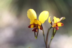 Diuris corymbosa