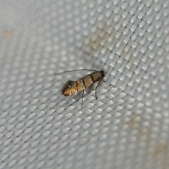 Chrysaster ostensackenella