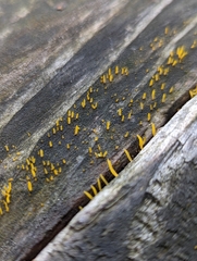 Calocera cornea