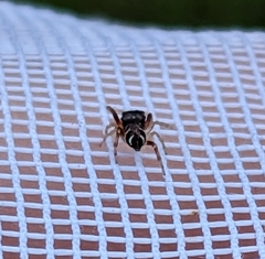 Zygoballus rufipes