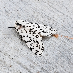 Hypercompe permaculata