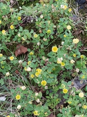 Trifolium campestre