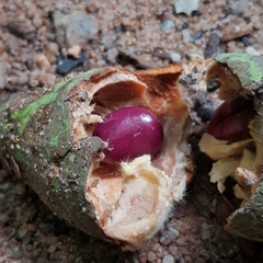 Willughbeia coriacea