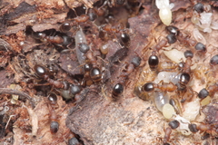 Leptothorax