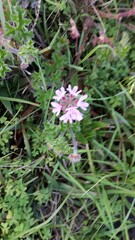 Pelargonium capitatum