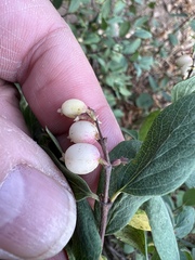 Symphoricarpos rotundifolius