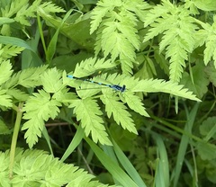 Coenagrion pulchellum