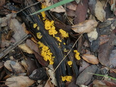 Dacrymycetaceae