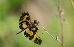Rhyothemis variegata