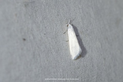 Scirpophaga praelata
