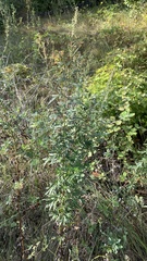 Artemisia vulgaris