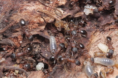 Leptothorax