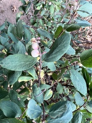Symphoricarpos rotundifolius