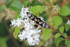 Amata sperbius
