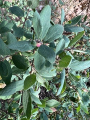 Symphoricarpos rotundifolius