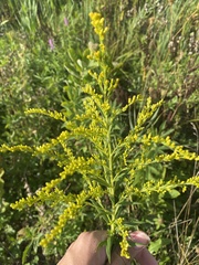 Solidago canadensis