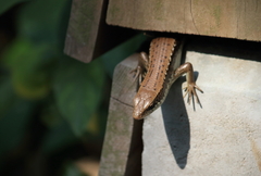 Eutropis longicaudata