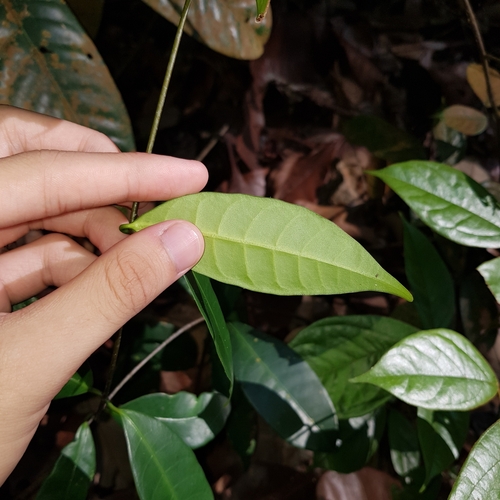 Borneo Rubber (Willughbeia coriacea)