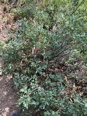 Symphoricarpos rotundifolius
