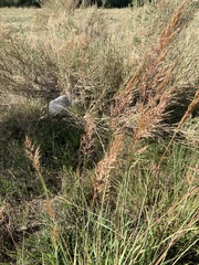 Sorghastrum