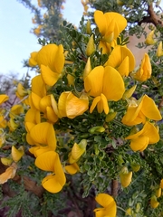 Adesmia confusa